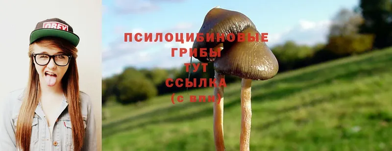 купить наркоту  Полярные Зори  MEGA рабочий сайт  Галлюциногенные грибы Cubensis 